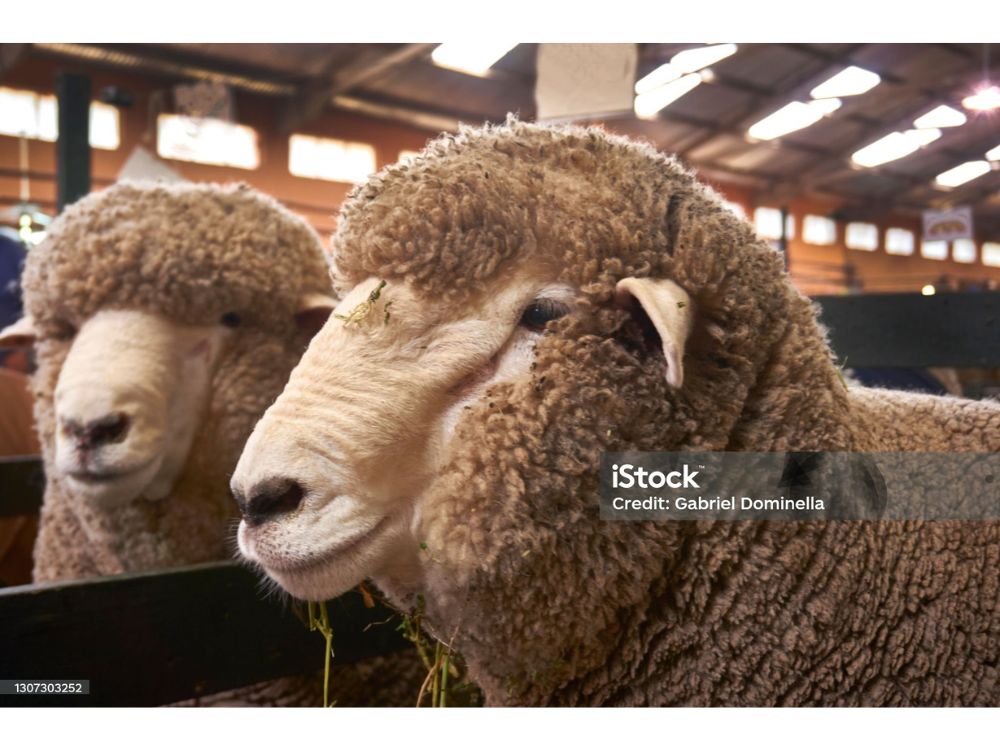 OVELHA DA RAÇA ROMNEY MARSH ORIGINÁRIA DA INGLATERRA. ESTA RAÇA É DE DUPLA APTIDÃO, PRODUZ CARNE E LÃ.