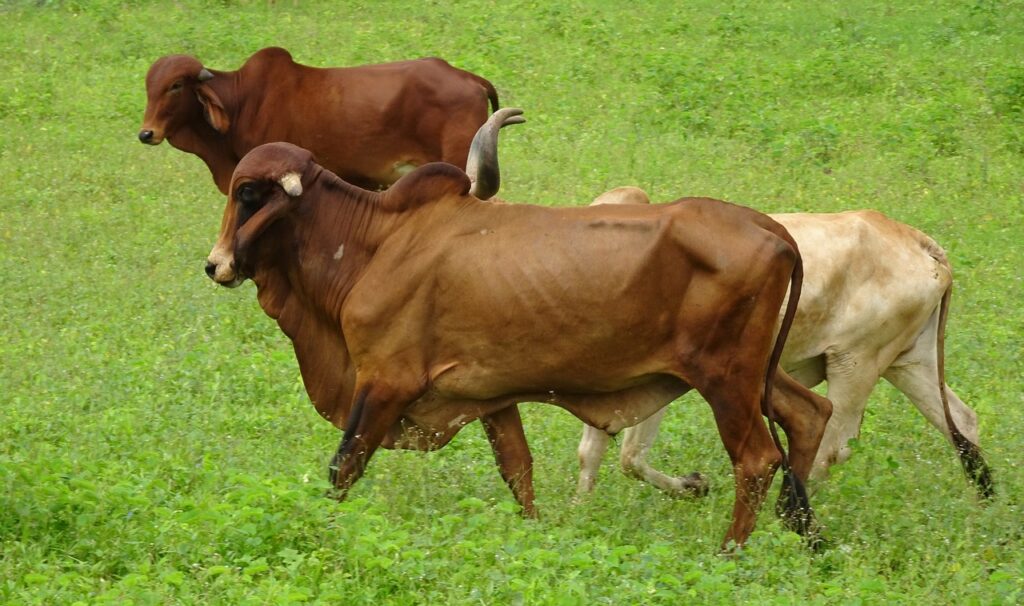 BOVINOS DA RAÇA SINDI,CONSIDERADOS DE DUPLA APTIDÃO.