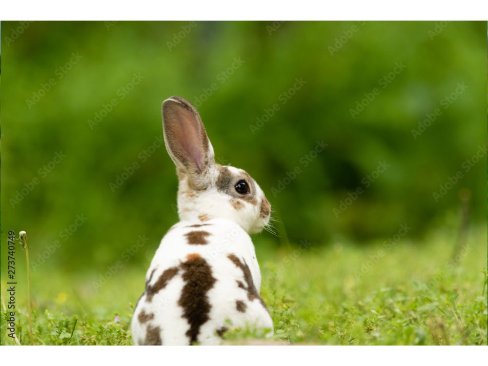 COELHO DA RAÇA MINI REX, CUJA CARACTERÍSTICA MARCANTE É A PELAGEM AVELUDADA.