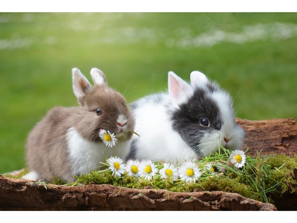 COELHOS DA RAÇA NETHERLAND, A RAÇA DE COELHOS ANÕES MAIS CRIADAS NO BRASIL.