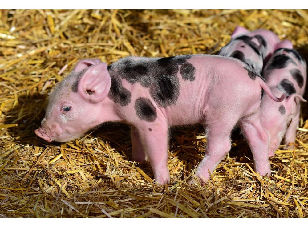 PORCO DA RAÇA PIETRAN, ORIGINÁRIO DA BÉLGICA E CARACTERIZADO PELA PRODUÇÃO DE CARNE MAGRA COM MUITO POUCO TOUCINHO,