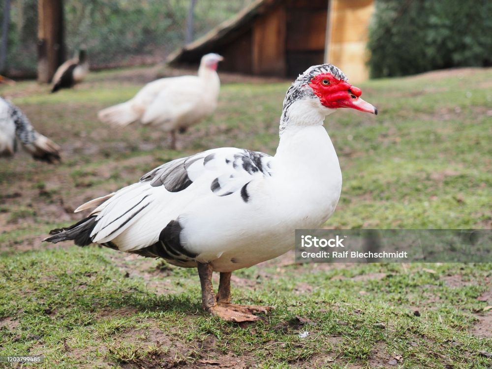 PATO DA RAÇA MUSCOVY, DE ORIGEM EUROPÉIA E QUE VEM SE TORNANDO UMA ÓTIMA OPÇÃO PARA PRODUÇÃO EM LARGA ESCALA DE CARNE, OVOS E PENAS.