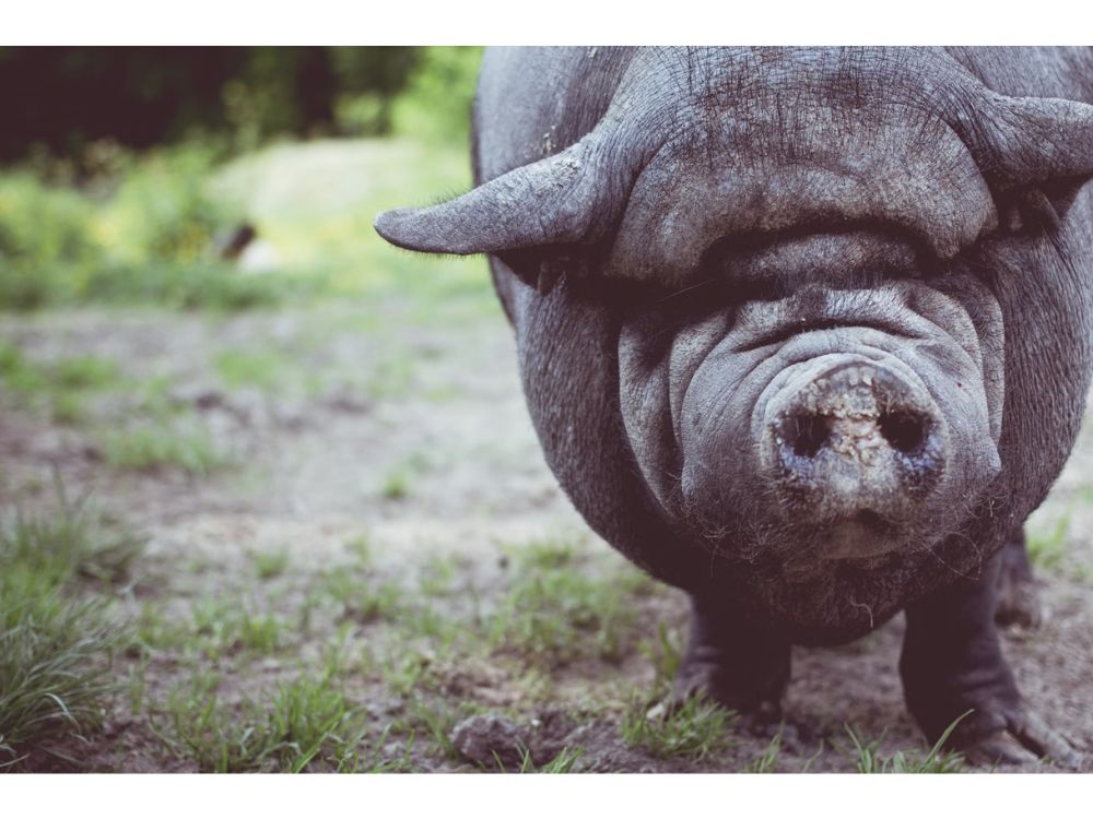 PORCO DA RAÇA CARUNCHO, GENUINAMENTE BRASILEIRA E QUE CORRE RISCO DE EXTINÇÃO.