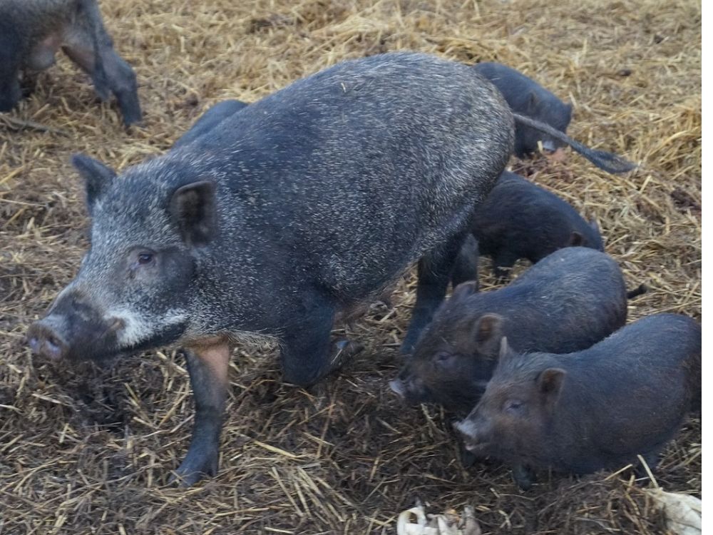 PORCO DA RAÇA MONTEIRO, CONSIDERADA UMA ESPÉCIE INVASORA NO BRASIL.