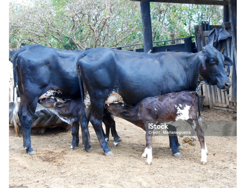 VACAS GIROLANDO, UMA RAÇA GENUINAMENTE BRASILEIRA E RESPONSÁVEL POR 80 POR CENTO DA PRODUÇÃO LEITEIRA DO BRASIL.